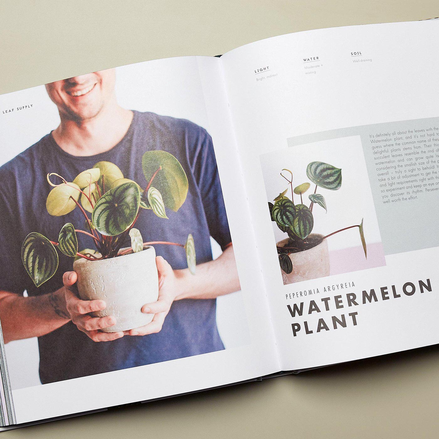 leaf supply a guide to keeping happy house plants Leaf Supply: A Guide to Keeping Happy House Plants – Noelle Interiors